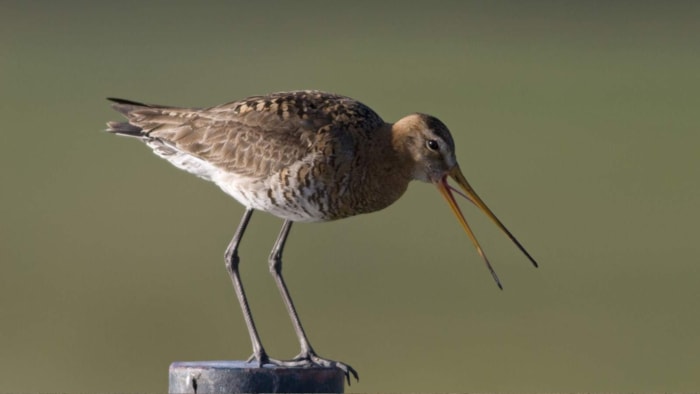 foto-weidevogel