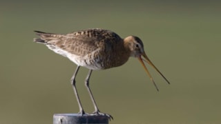 foto-weidevogel