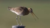 foto-weidevogel
