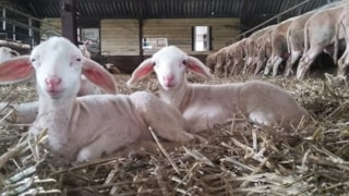 2 lammetjes