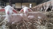 2 lammetjes