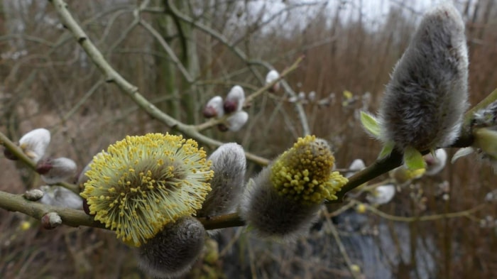Wilgenkatjes 9-3-19a