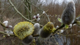 Wilgenkatjes 9-3-19a