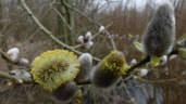 Wilgenkatjes 9-3-19a