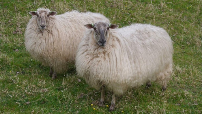 zeldzaam-lekker-diner-schapen