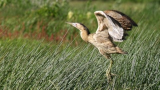 Foto Roerdomp