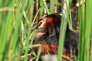 Fuut op nest 24-3-19