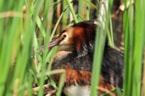 Fuut op nest 24-3-19