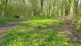Streekbos met bankje