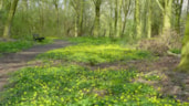 Streekbos met bankje