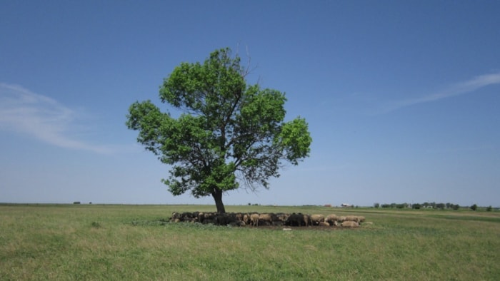 Steppe Banaat 27-3-19