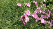 Vlinder
