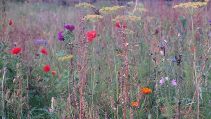 Levende Tuin-MAKBlokweer