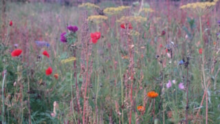 Levende Tuin-MAKBlokweer