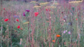 Levende Tuin-MAKBlokweer