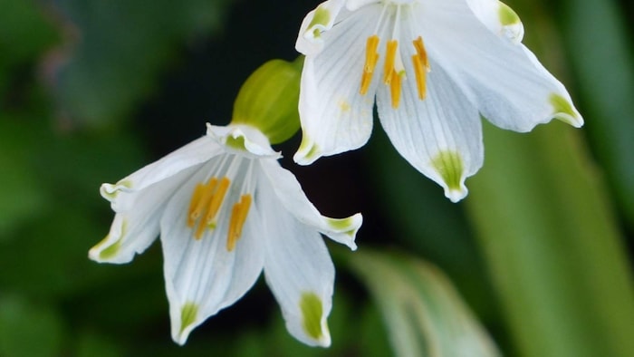 Lenteklokje 31-3-19