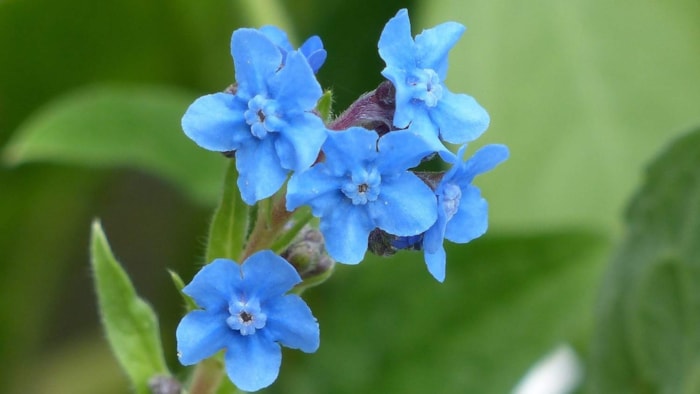 Tuinbloem 31-3-1
