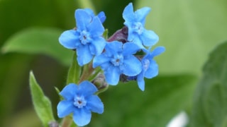 Tuinbloem 31-3-1