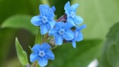 Tuinbloem 31-3-1