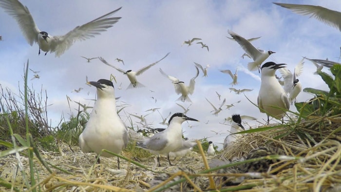 WAD film kolonie vogels