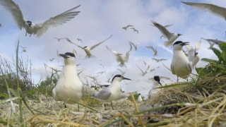 WAD film kolonie vogels