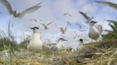 WAD film kolonie vogels