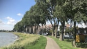 Westerdijk populieren