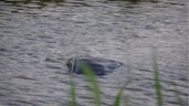Automobilist te water in Midwoud