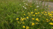 Biodiversiteit in de Hoornse bermen