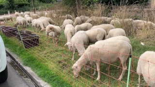 Levende maaimachines in actie