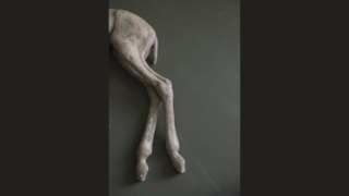 Miriam_Knibbeler_Veulen_detailPers