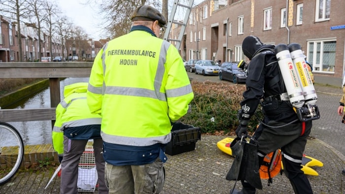 Kat gered Nieuwedoorngracht Hoorn