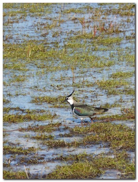 Lezing Weidevogelbescherming