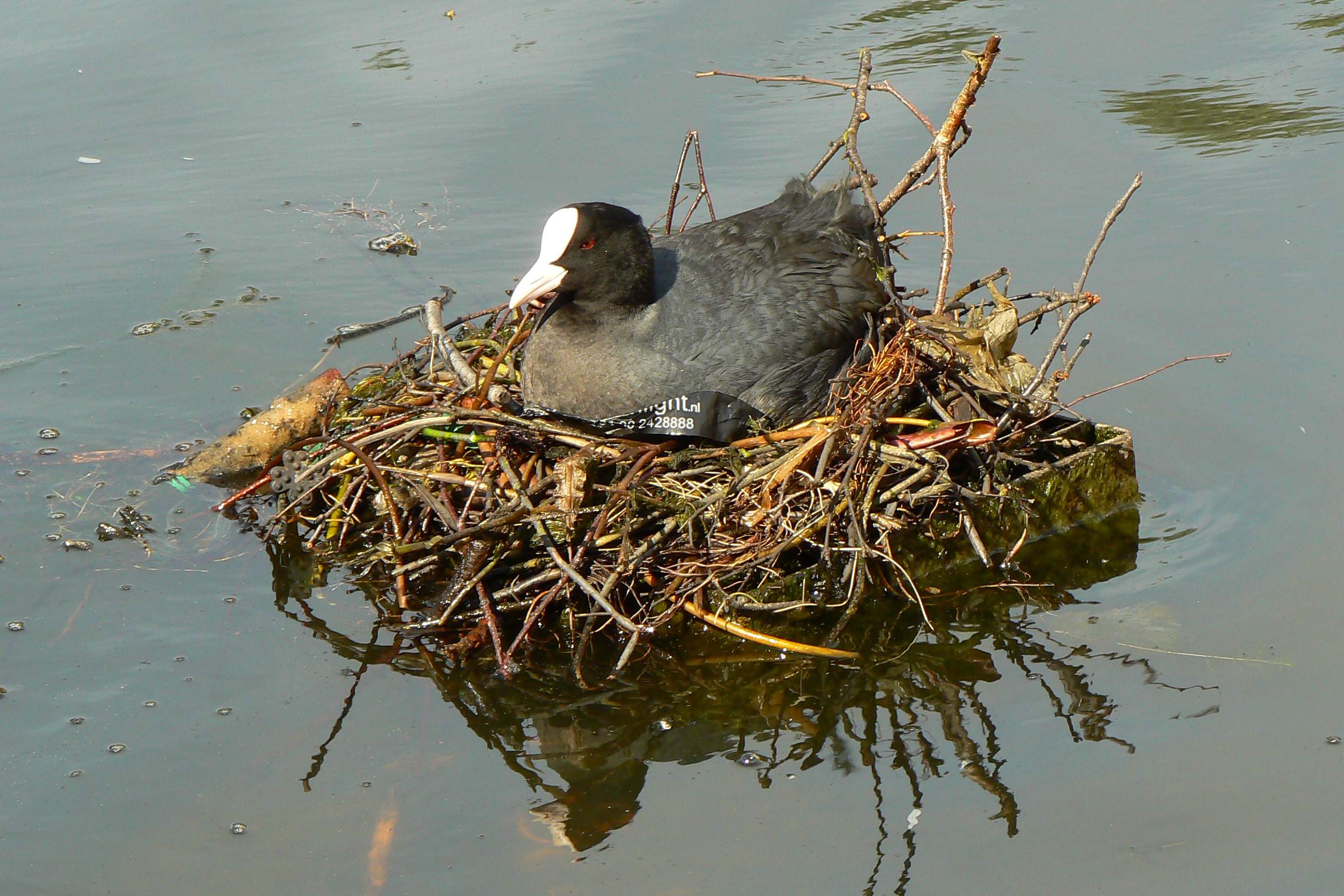 Terugkeer zomervogels