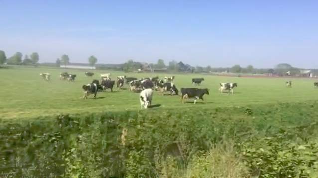 Boer John’s koeien in de weidegang
