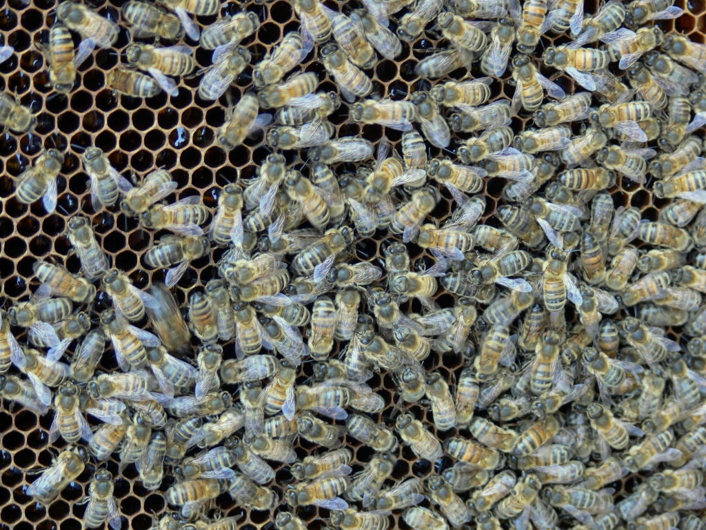 Bijen houden en natuur dichtbij