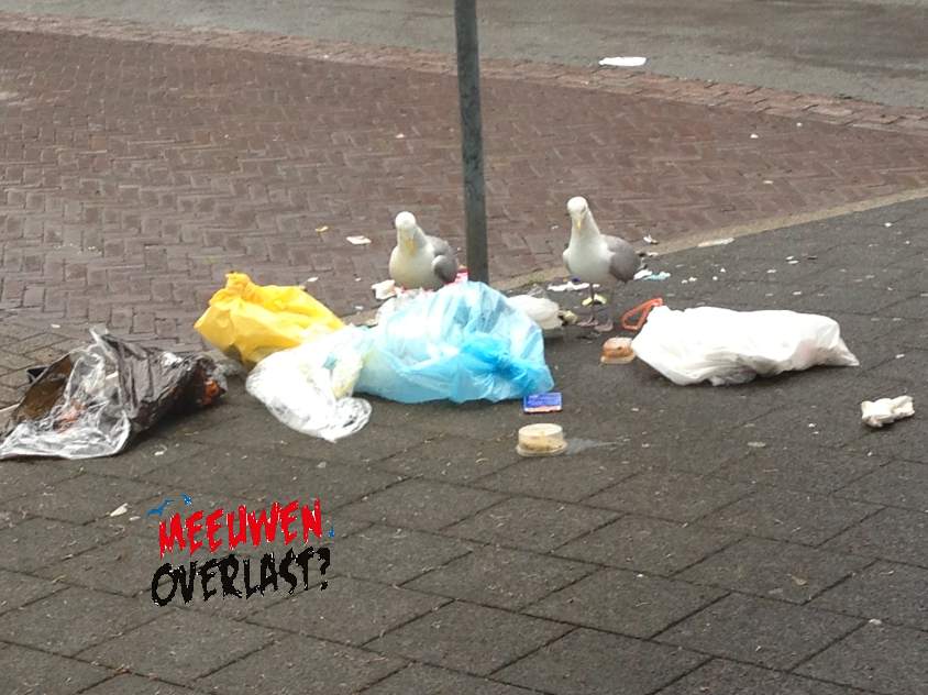 Wat kunt u doen om overlast van meeuwen te beperken?