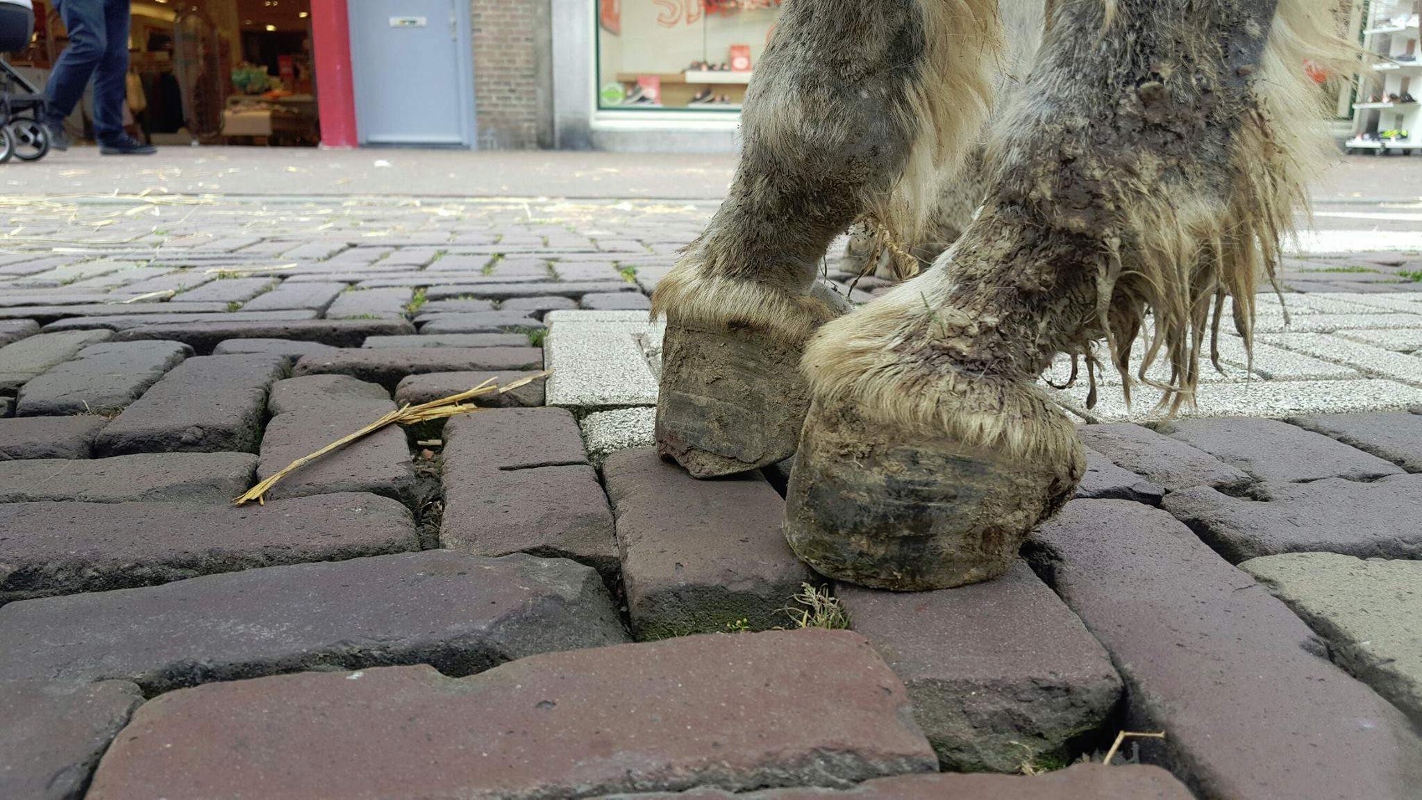 Strafrechtelijke vervolging misstand dierenverhuurbedrijf