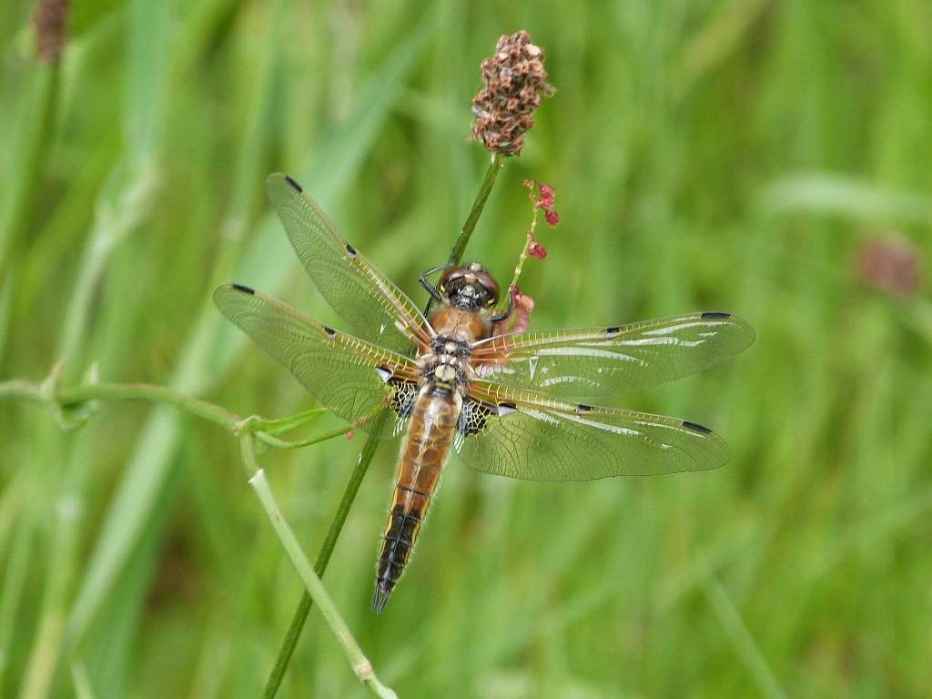 Vlinders en libellen