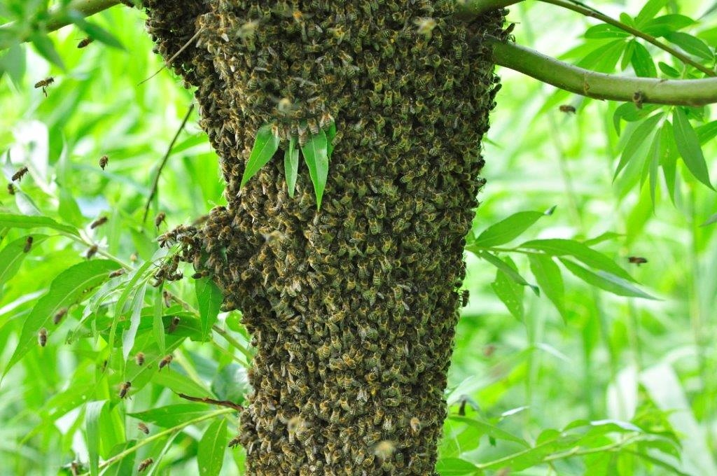 Natuurpad langs de bijenstal