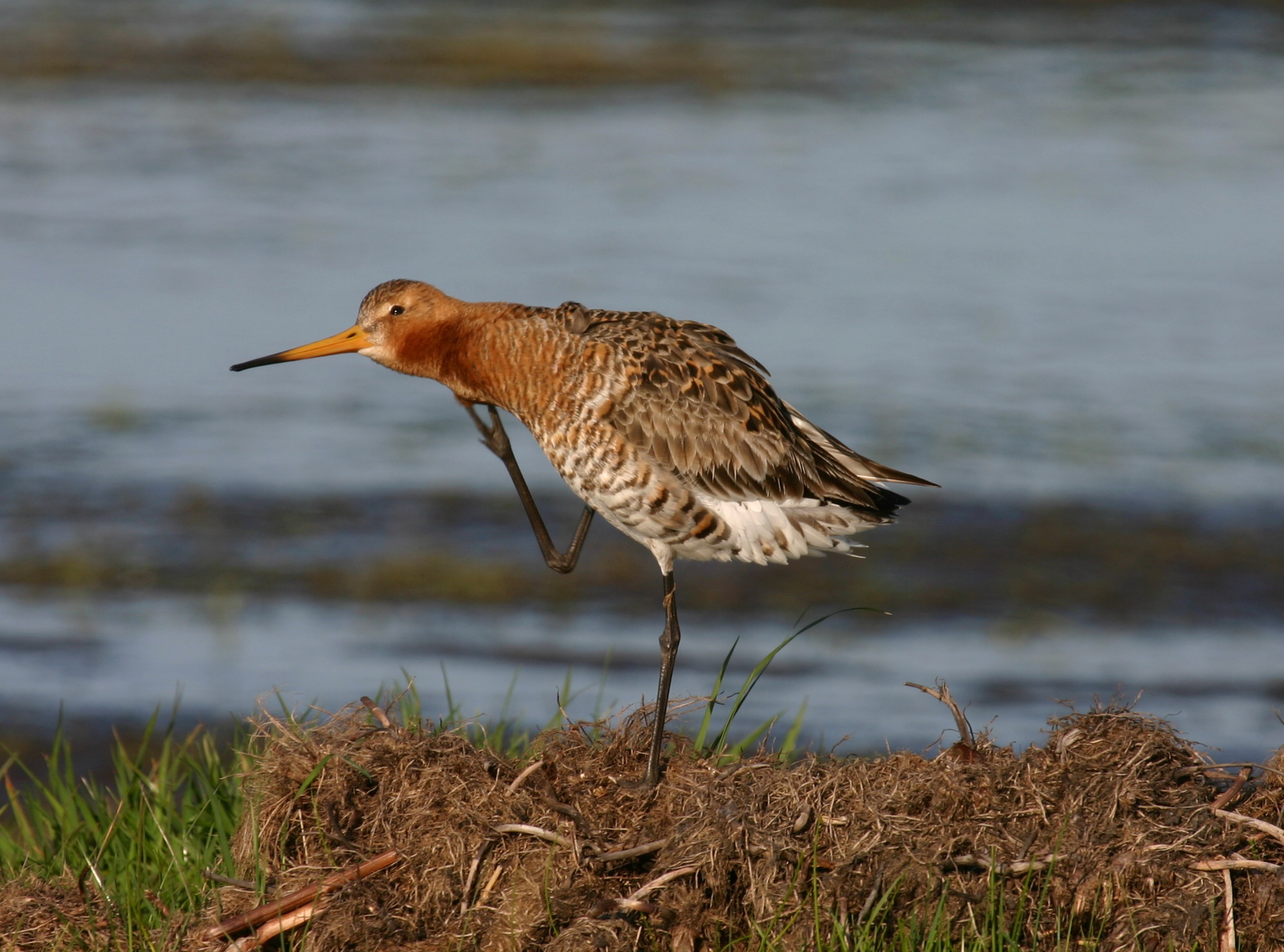 Ruim € 42 miljoen voor Noord-Hollandse natuur