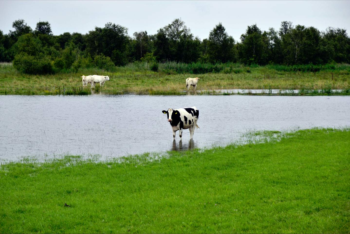 Subsidie voor verbetering Noord-Hollands water