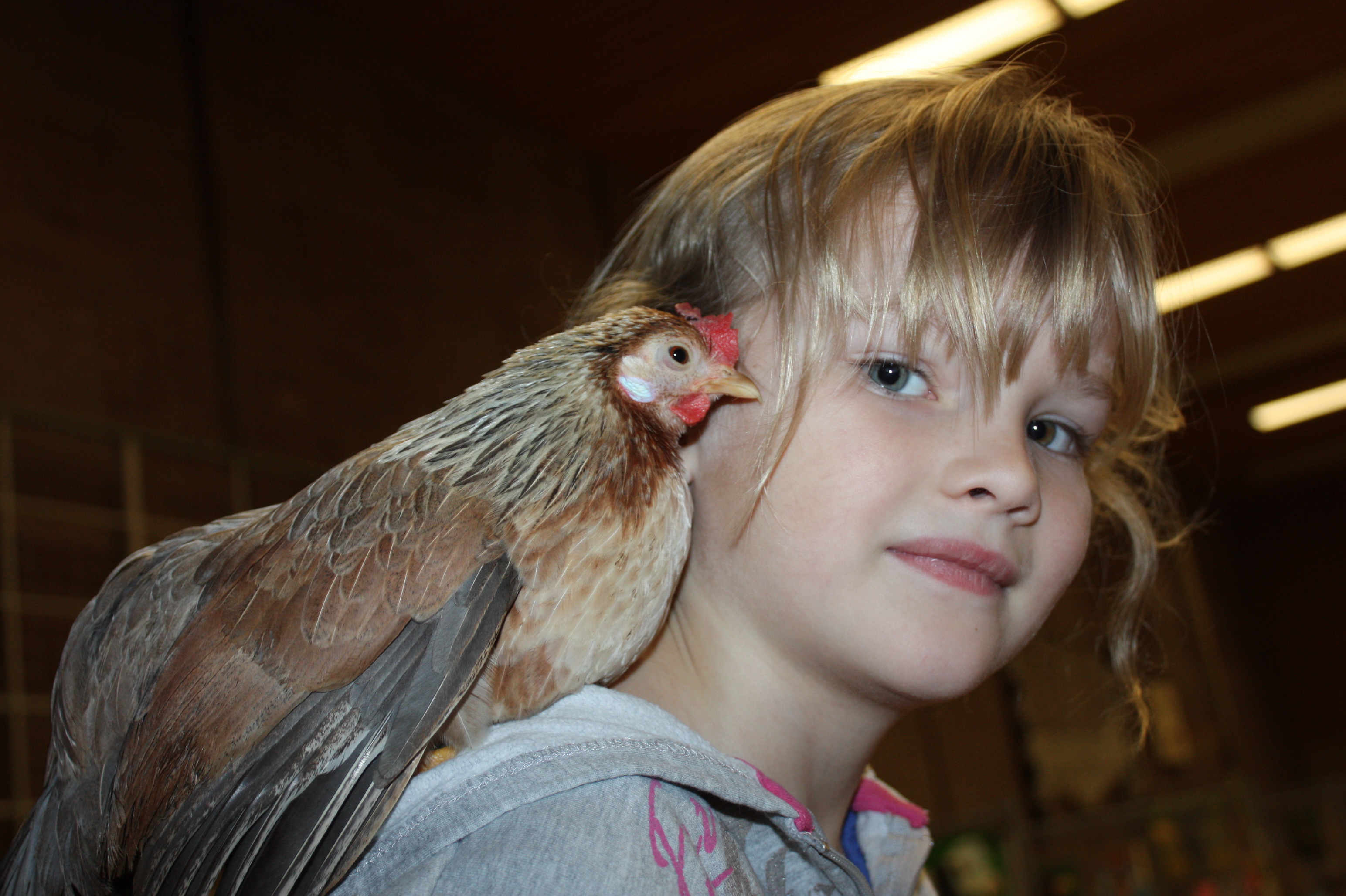 Tentoonstelling van Hoenders, konijnen en Cavia’s