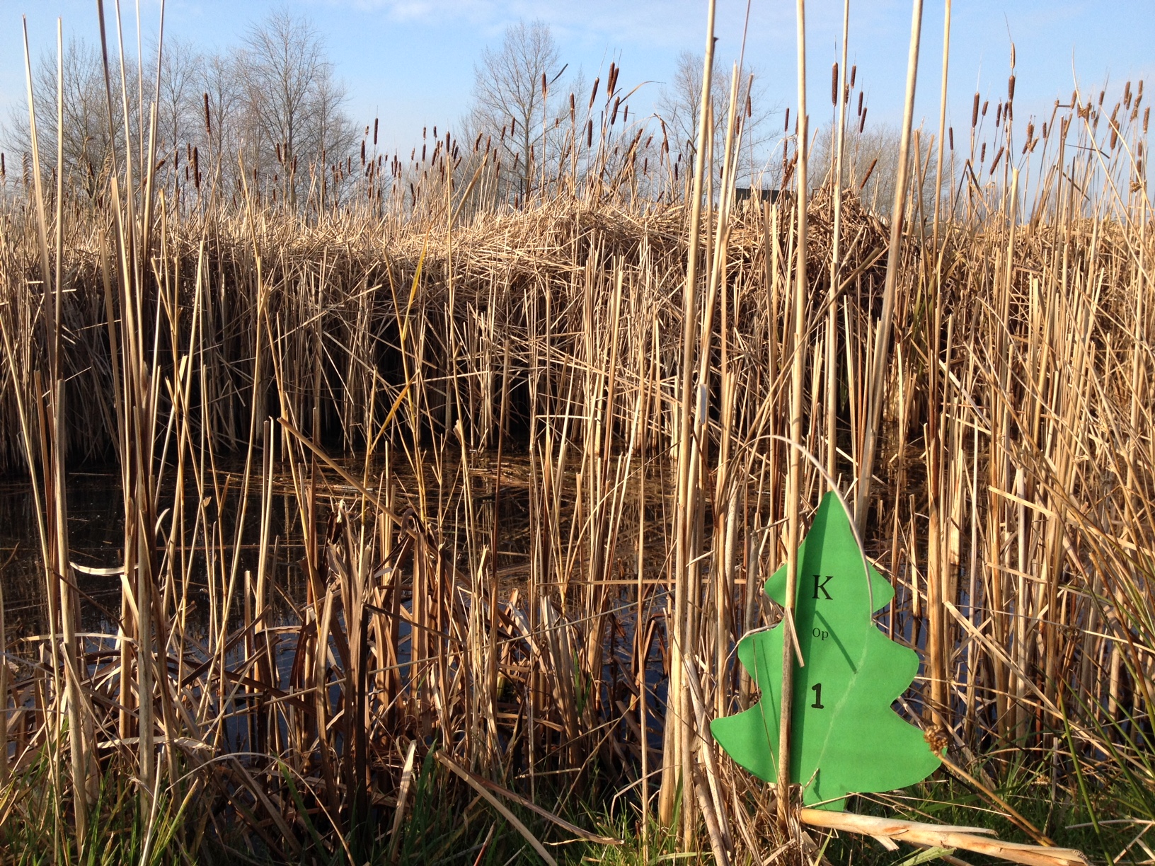 Kerstbomen zoeken bij MAK Blokweer