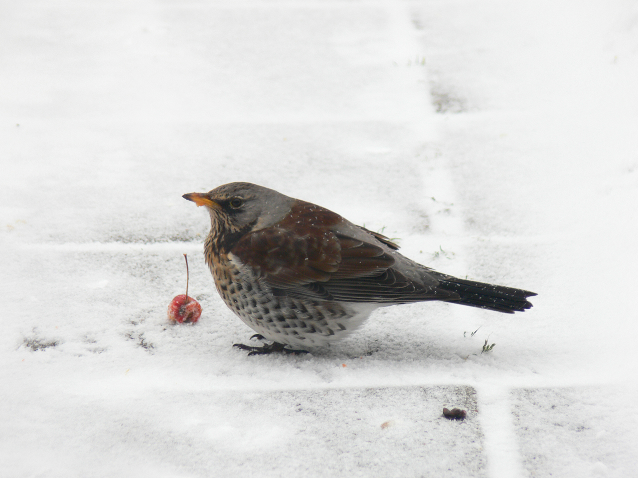 Vogelvoer voor wintergasten