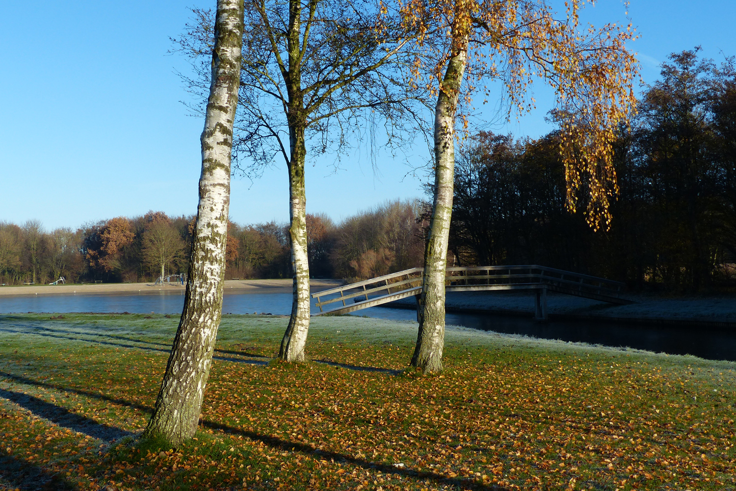 Winters bos