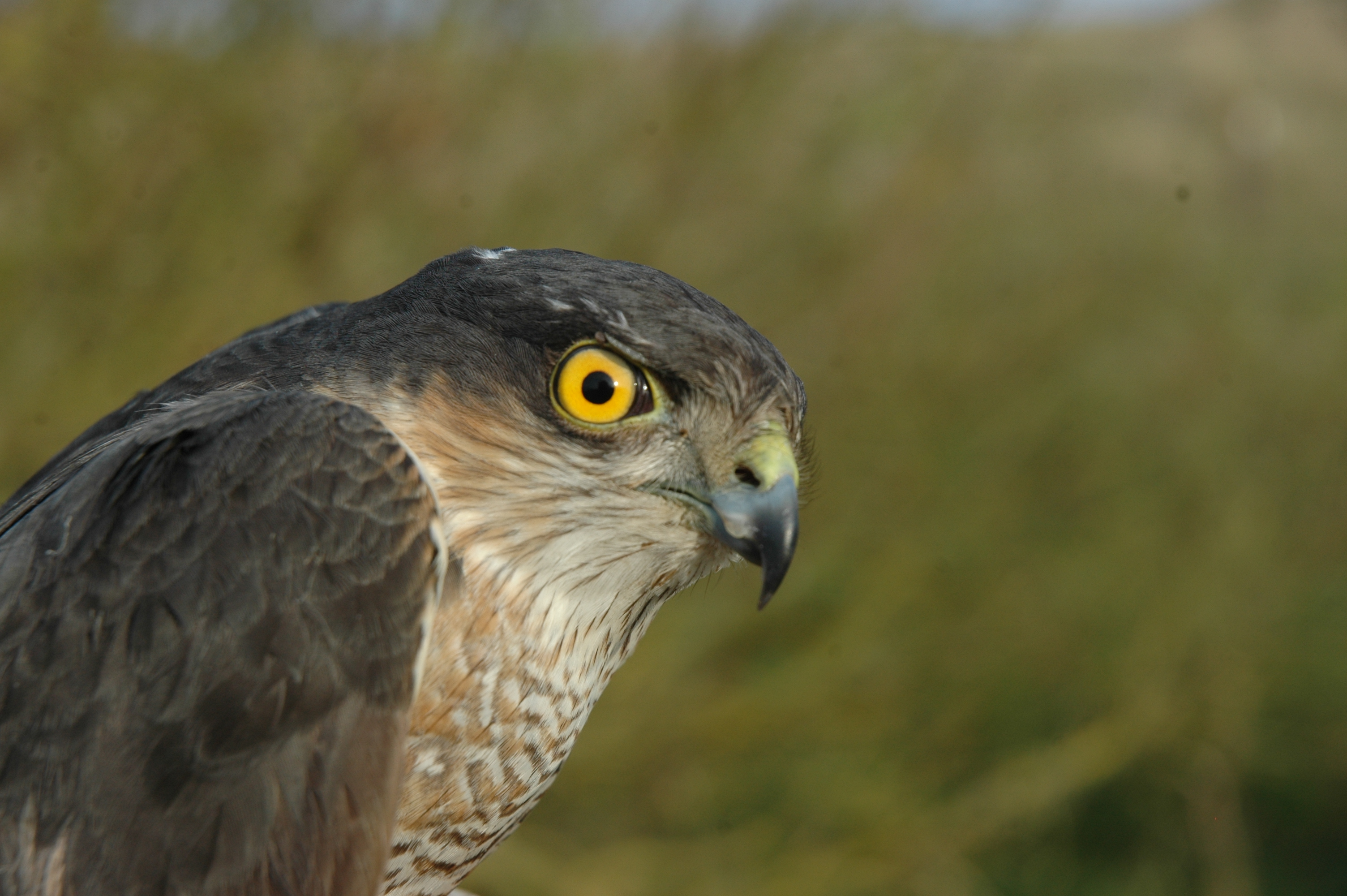 Roofvogels en uilen in het AWD door Fred Koning