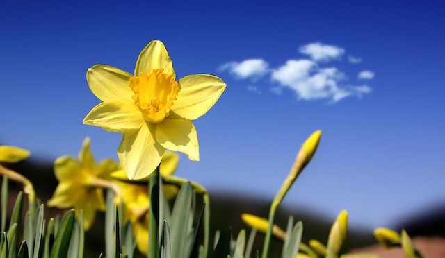 Lentebloemen