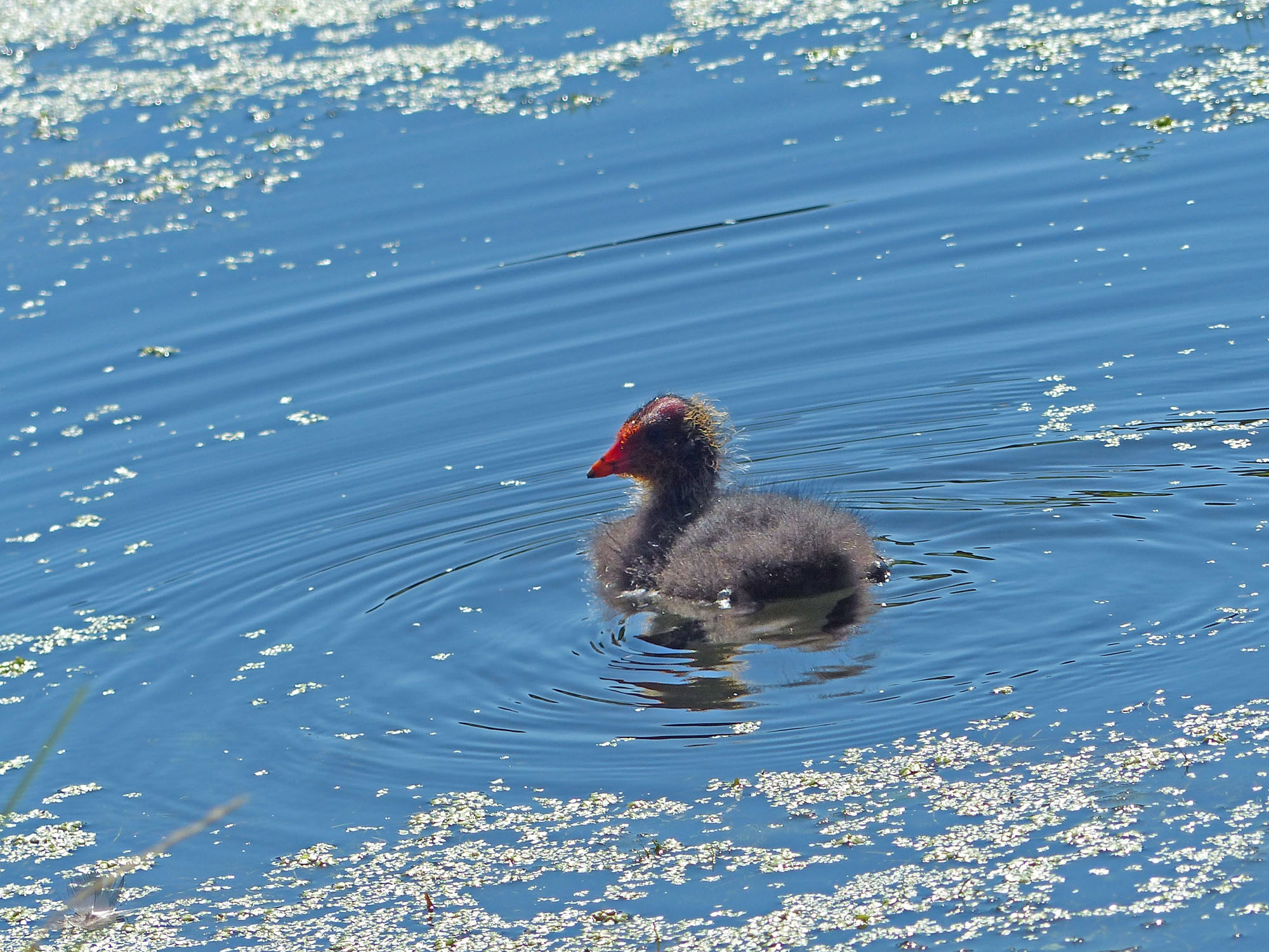 Lente in het Egboetswater