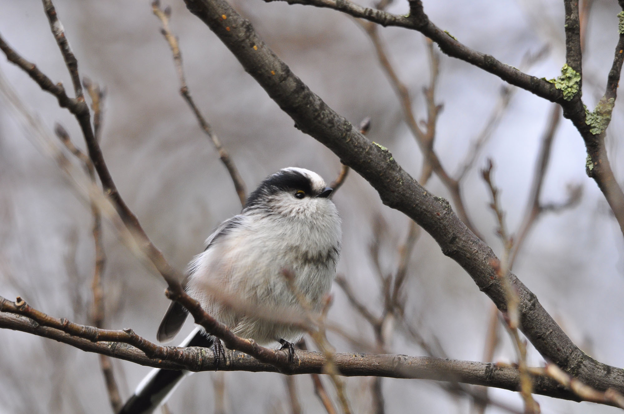 Broedtijd voor vogels